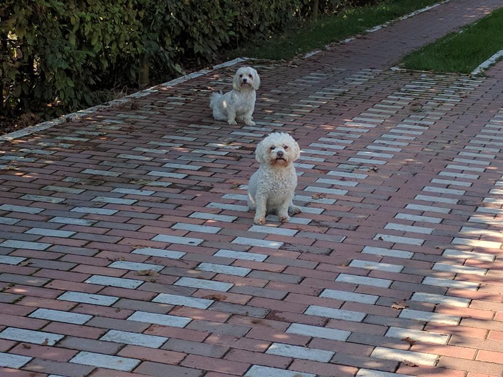 Hotel Casa Cu Pauni Maracineni Zewnętrze zdjęcie