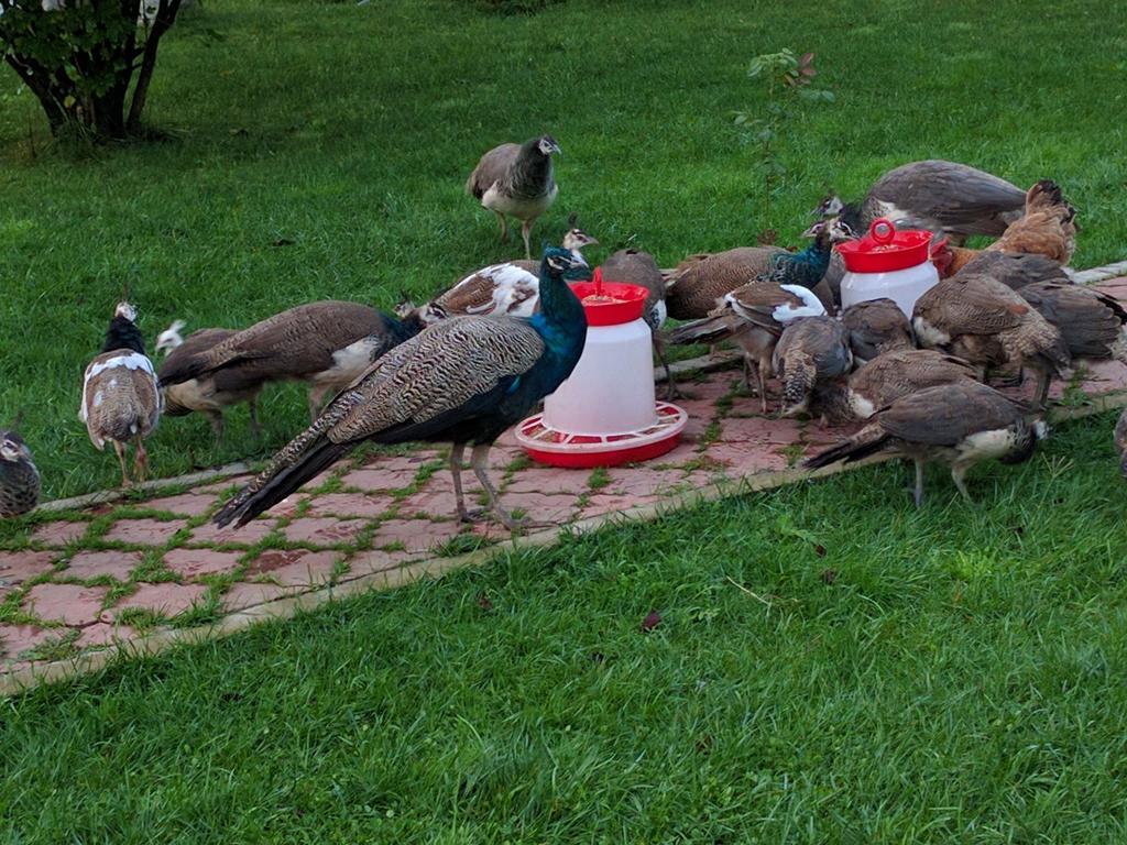 Hotel Casa Cu Pauni Maracineni Zewnętrze zdjęcie