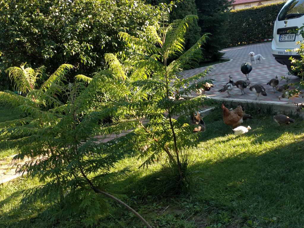 Hotel Casa Cu Pauni Maracineni Zewnętrze zdjęcie