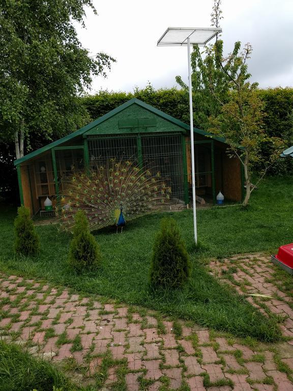 Hotel Casa Cu Pauni Maracineni Zewnętrze zdjęcie