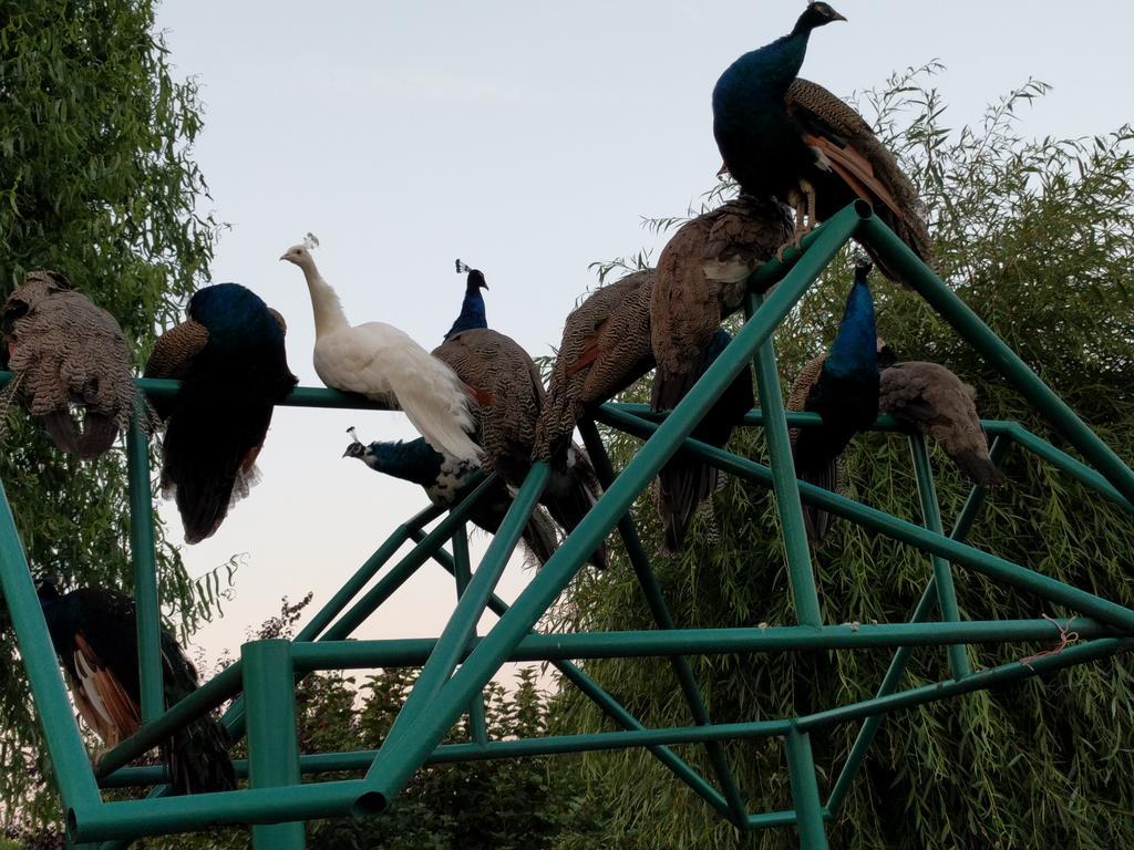 Hotel Casa Cu Pauni Maracineni Zewnętrze zdjęcie
